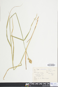 Carex albolutescens image