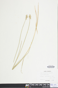 Carex albolutescens image