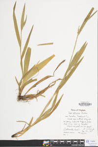 Carex albursina image