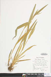 Carex albursina image