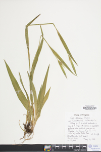 Carex albursina image