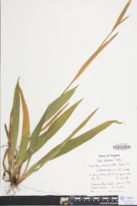 Carex albursina image