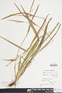 Carex albursina image