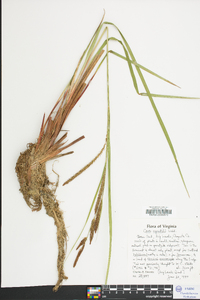 Carex aquatilis var. substricta image