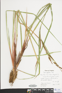 Carex aquatilis var. substricta image