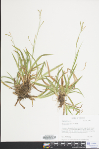 Carex arctata image