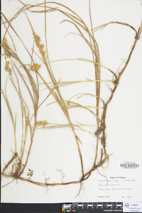 Carex arenaria image