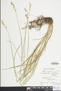 Carex argyrantha image