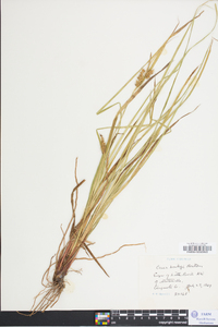 Carex baileyi image