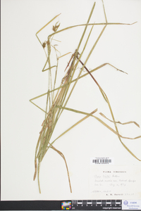 Carex baileyi image