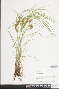 Carex baileyi image