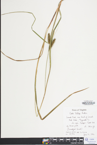 Carex baileyi image