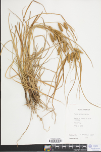 Carex baileyi image