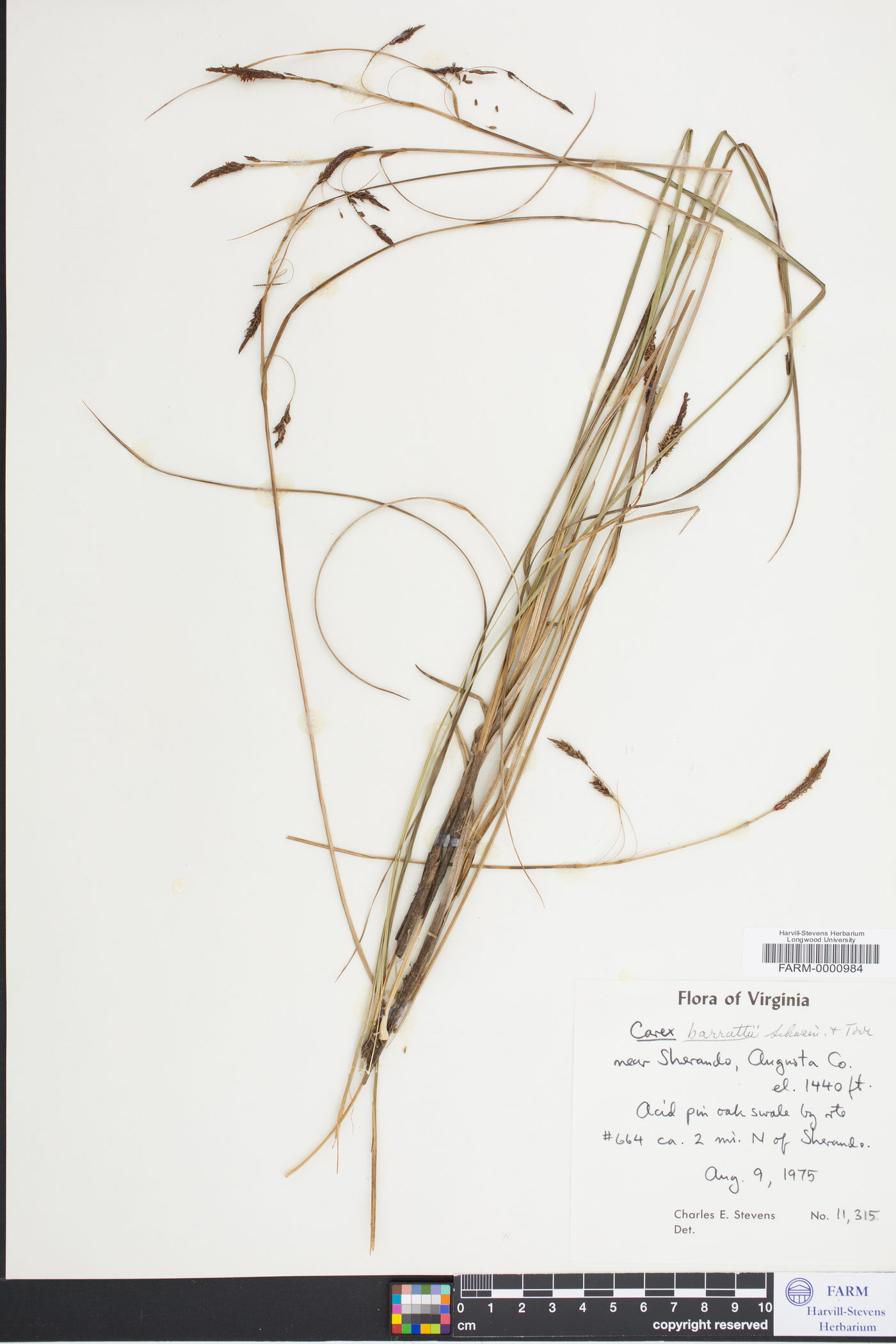 Carex barrattii image