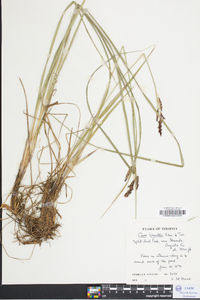 Carex barrattii image