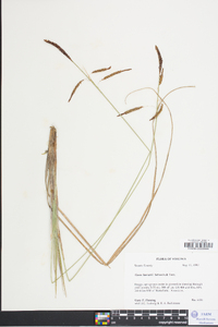 Carex barrattii image