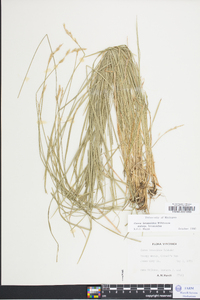 Carex bromoides image