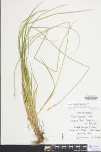 Carex bromoides image