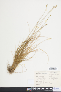 Carex brunnescens var. sphaerostachya image