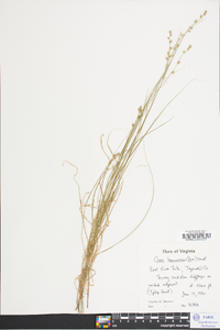 Carex brunnescens var. sphaerostachya image