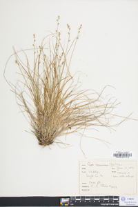 Carex brunnescens var. sphaerostachya image