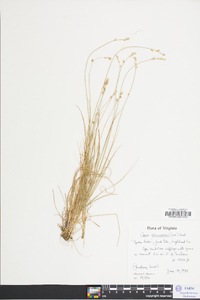 Carex brunnescens var. sphaerostachya image