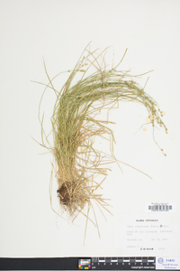 Carex brunnescens var. sphaerostachya image