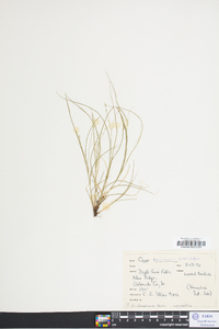 Carex brunnescens var. sphaerostachya image