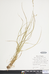 Carex brunnescens var. sphaerostachya image