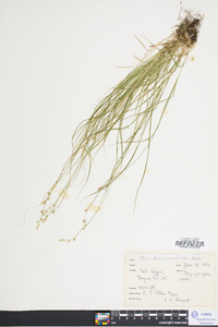 Carex brunnescens var. sphaerostachya image