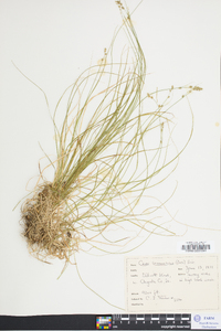 Carex brunnescens var. sphaerostachya image