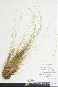 Carex brunnescens var. sphaerostachya image