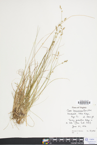 Carex brunnescens var. sphaerostachya image