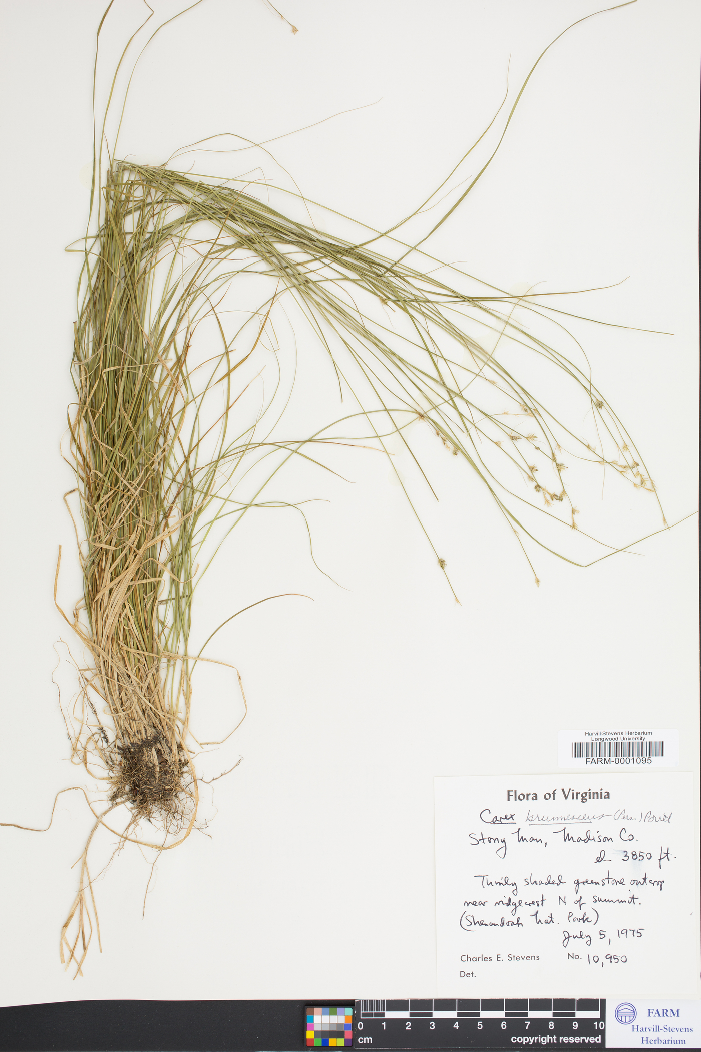 Carex brunnescens var. sphaerostachya image