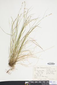 Carex brunnescens var. sphaerostachya image