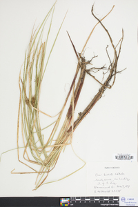 Carex bullata image