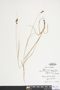 Carex bushii image