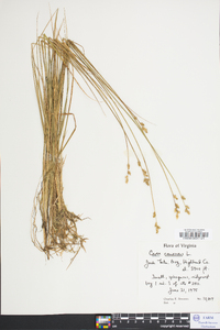 Carex canescens var. disjuncta image