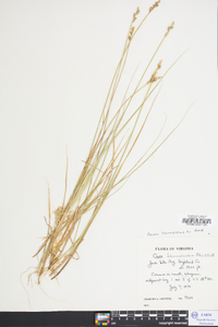 Carex canescens var. disjuncta image