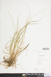 Carex canescens var. disjuncta image