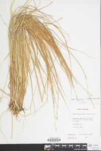 Carex canescens var. disjuncta image