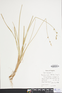 Carex canescens var. disjuncta image