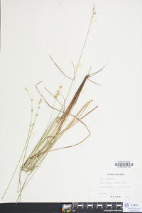 Carex canescens var. disjuncta image