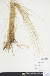 Carex canescens var. disjuncta image