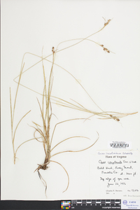 Carex caroliniana image