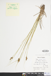 Carex caroliniana image