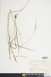 Carex caroliniana image