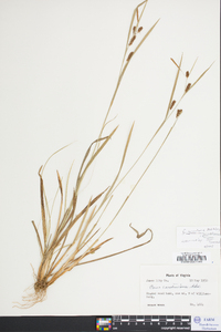 Carex caroliniana image