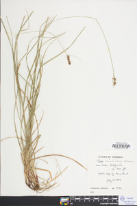 Carex caroliniana image