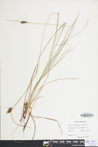 Carex caroliniana image